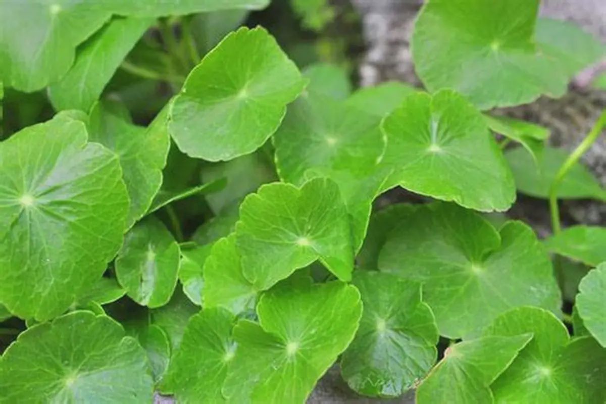 Arthritis Herb Centella asiatica 85mm