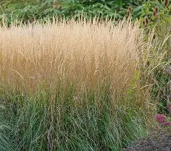 Calamagrostis Karl Foerster