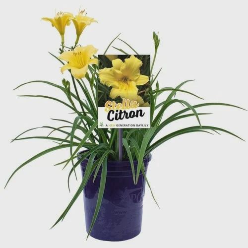 Hemerocallis	 Stella Citron 140mm