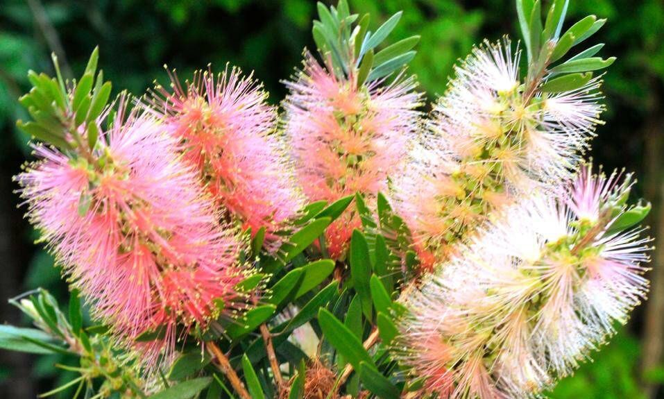 Callistemon Pink Champagne 14cm