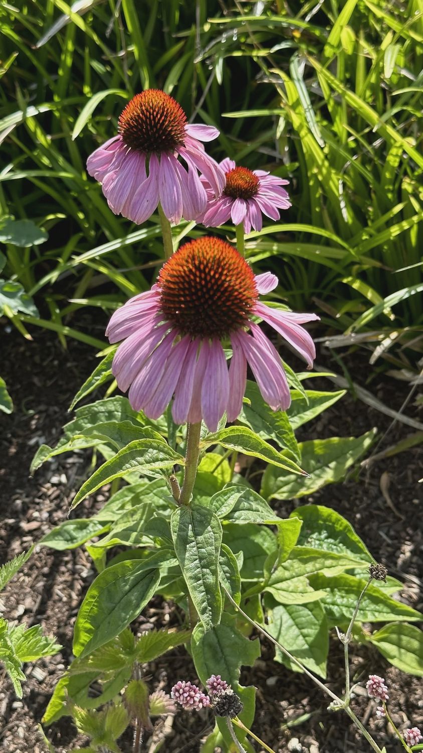 Echinacea Cornflower 14cm (Carmine &amp; Sweet Fuchsia)