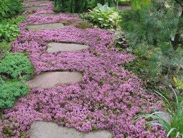 Thyme Creeping Pink 140mm