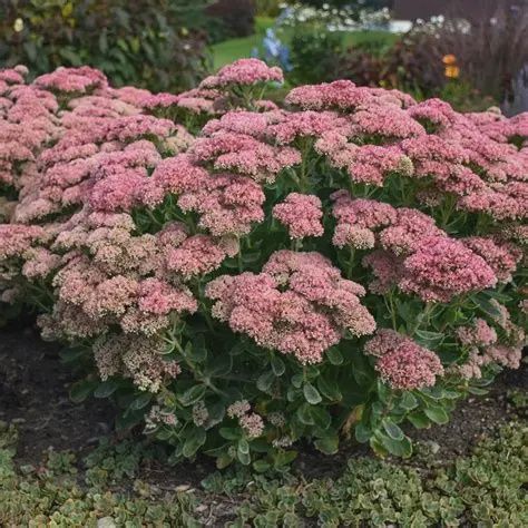 Sedum Autumn Joy 140mm