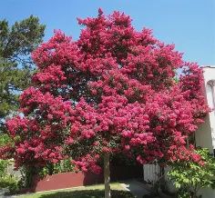 CREPE MYRTLE. SIOUX