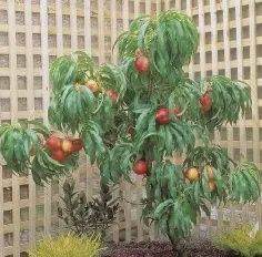 SUPER DWARF NECTARINE. VALLEY GOLD™