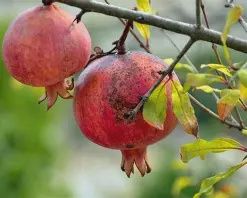 POMEGRANATE . AZERBAIJANI