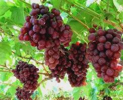 GRAPE. FLAME SEEDLESS