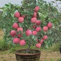 DWARF RED FUJI APPLE TREE 230mm