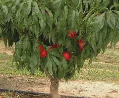 DWARF NECTARINE.TUSCANY 230mm