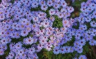 Aster