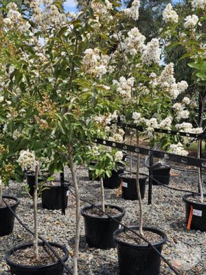 CREPE MYRTLE NATCHEZ 1.1M WHITE