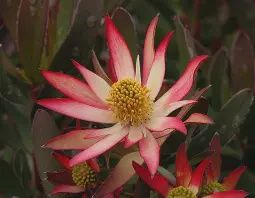 Leucodendron Superstar 140mm