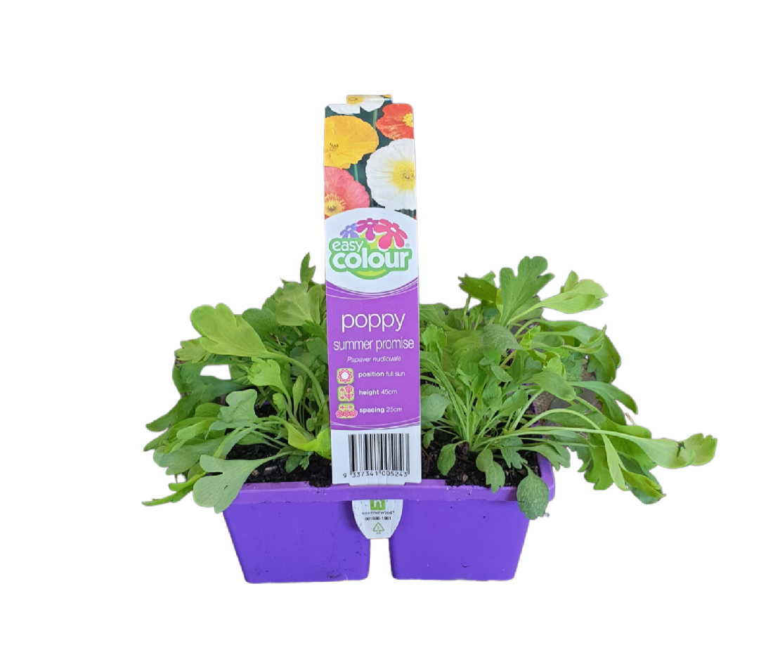 Poppy Summer Promise Pack