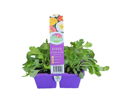 Poppy Summer Promise Pack