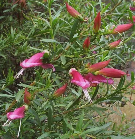 Eremophila Dark Pink 140mm
