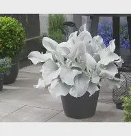 Senecio Angel Waterer 140mm