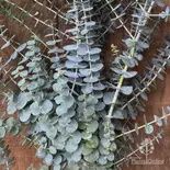 Eucalyptus Baby Blue 200mm