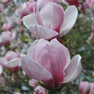 Magnolia x Soulangeana Lois 250mm