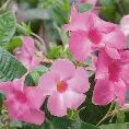 Mandevilla Aloha Bright Pink 140mm