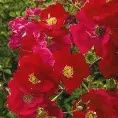 Rosa Flower Carpet Red 140mm