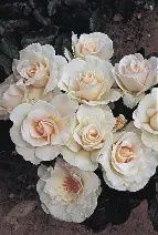 Rosa Margaret Merril 200mm