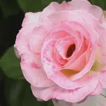 Rosa Seduction Bush 200mm