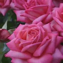 Rosa Wedding Bells 200mm