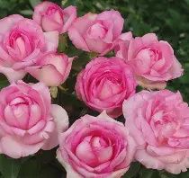 Rosa Pefume Passion 200mm