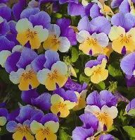 Viola 6pack