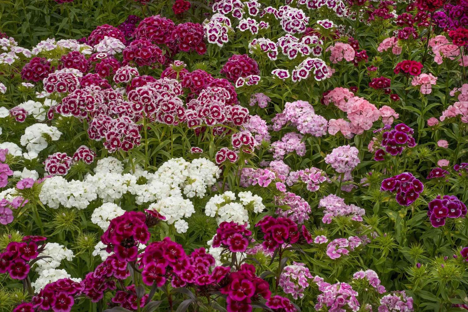 Dianthus 120mm