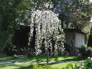 Prunus Snow Standard 1.8M