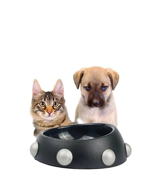Raddix Pet Feeding Bowl
