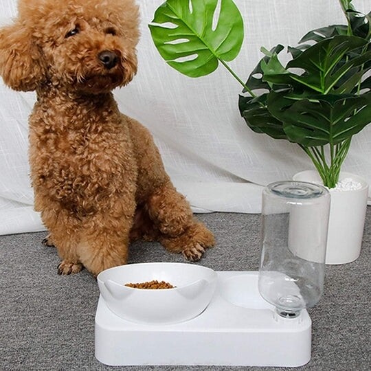 Pet Feeder