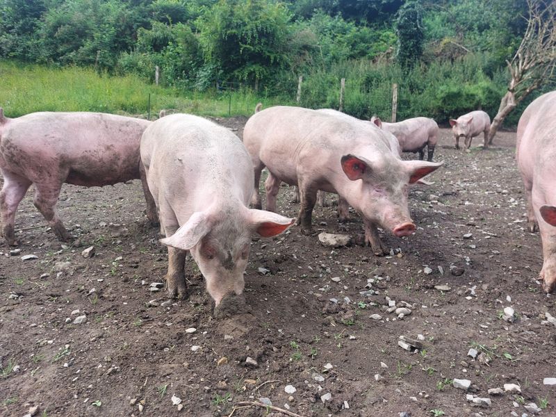 Ganzes Freilandschwein