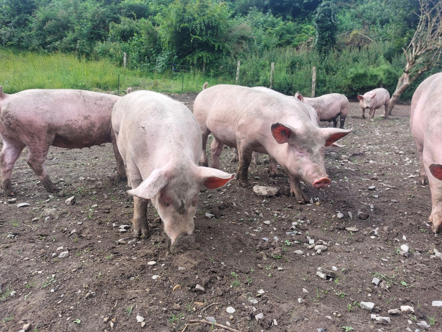 Ganzes Freilandschwein