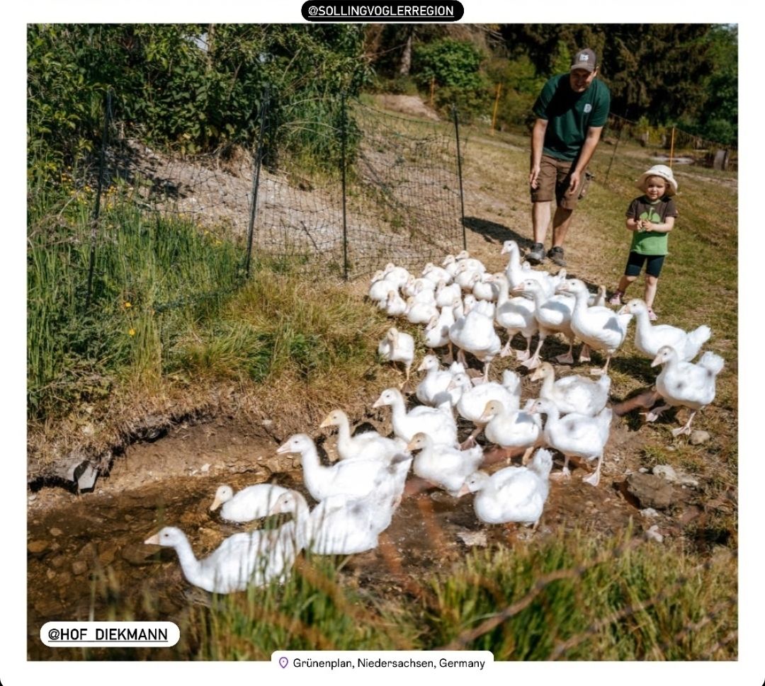 2 Keulen von Freilandgans