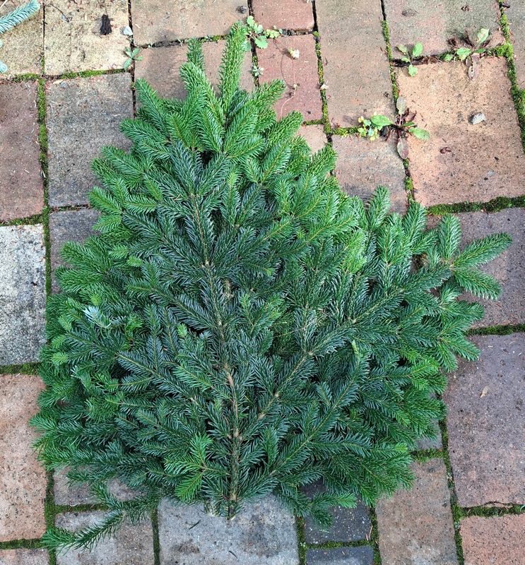 2,5kg Bund Nordmann 2,5kg Bund Nordmann