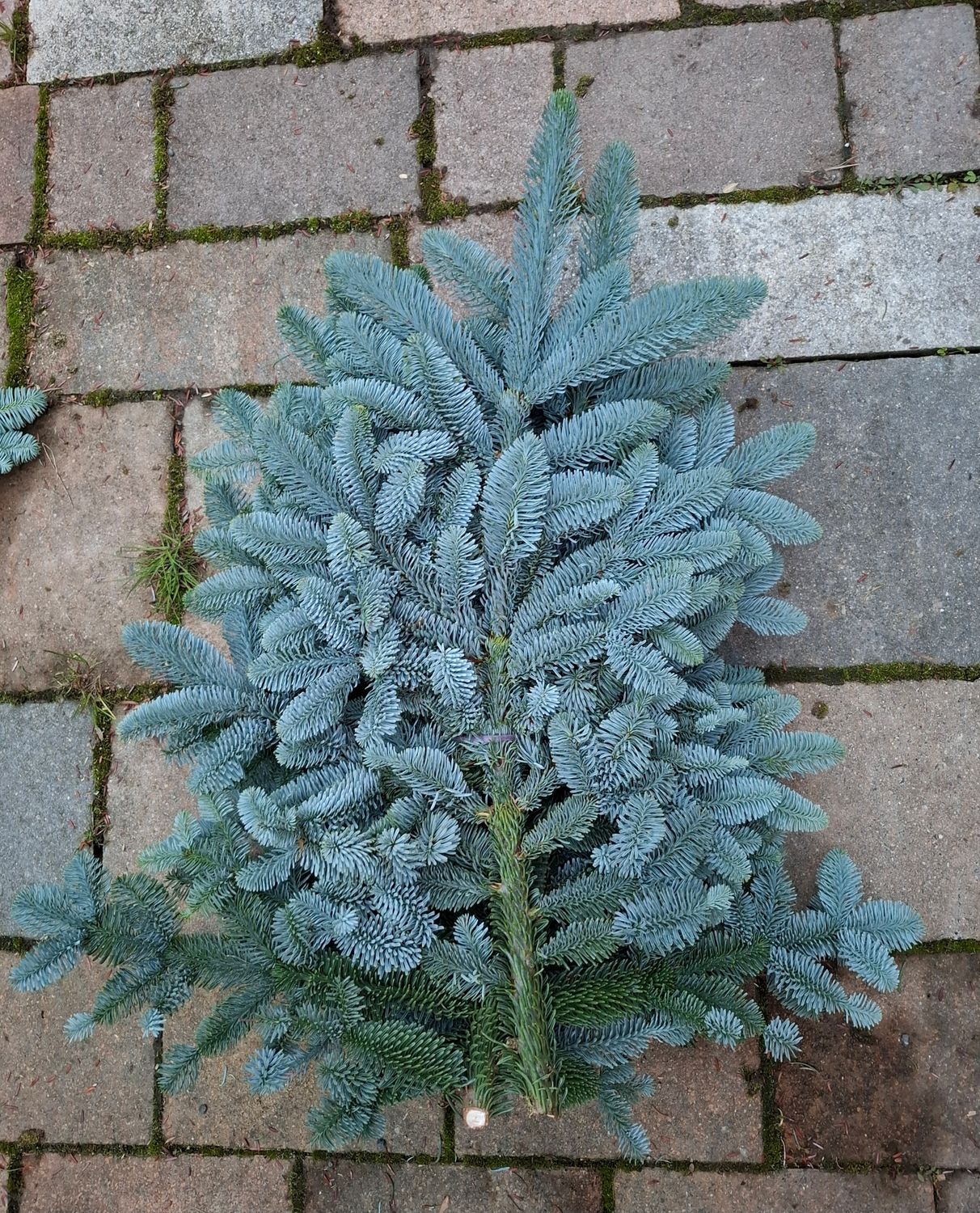 2,5kg Bund Abies-Nobilis