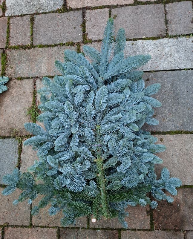 2,5kg Bund Abies-Nobilis 2,5kg Bund Abies-Nobilis