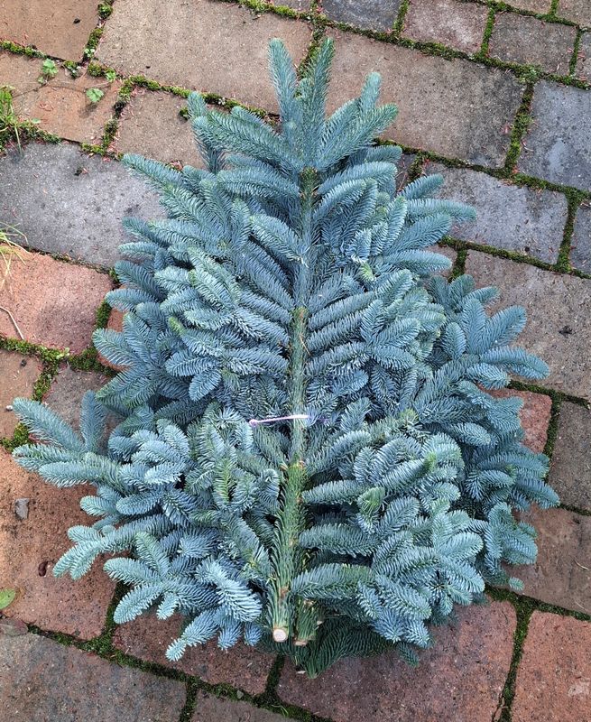 5kg Bund Abies-Nobilis 5kg Bund Abies-Nobilis