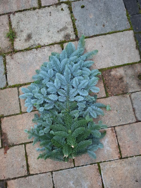 0,7kg Handbund Abies-Nobilis 0,7kg Handbund Abies-Nobilis