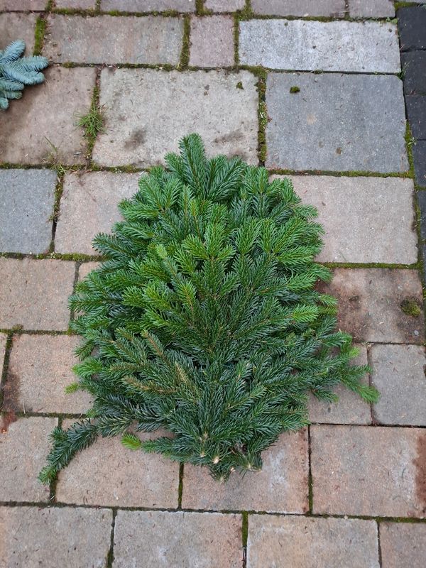 0,7kg Handbund Nordmann 0,7kg Handbund Nordmann