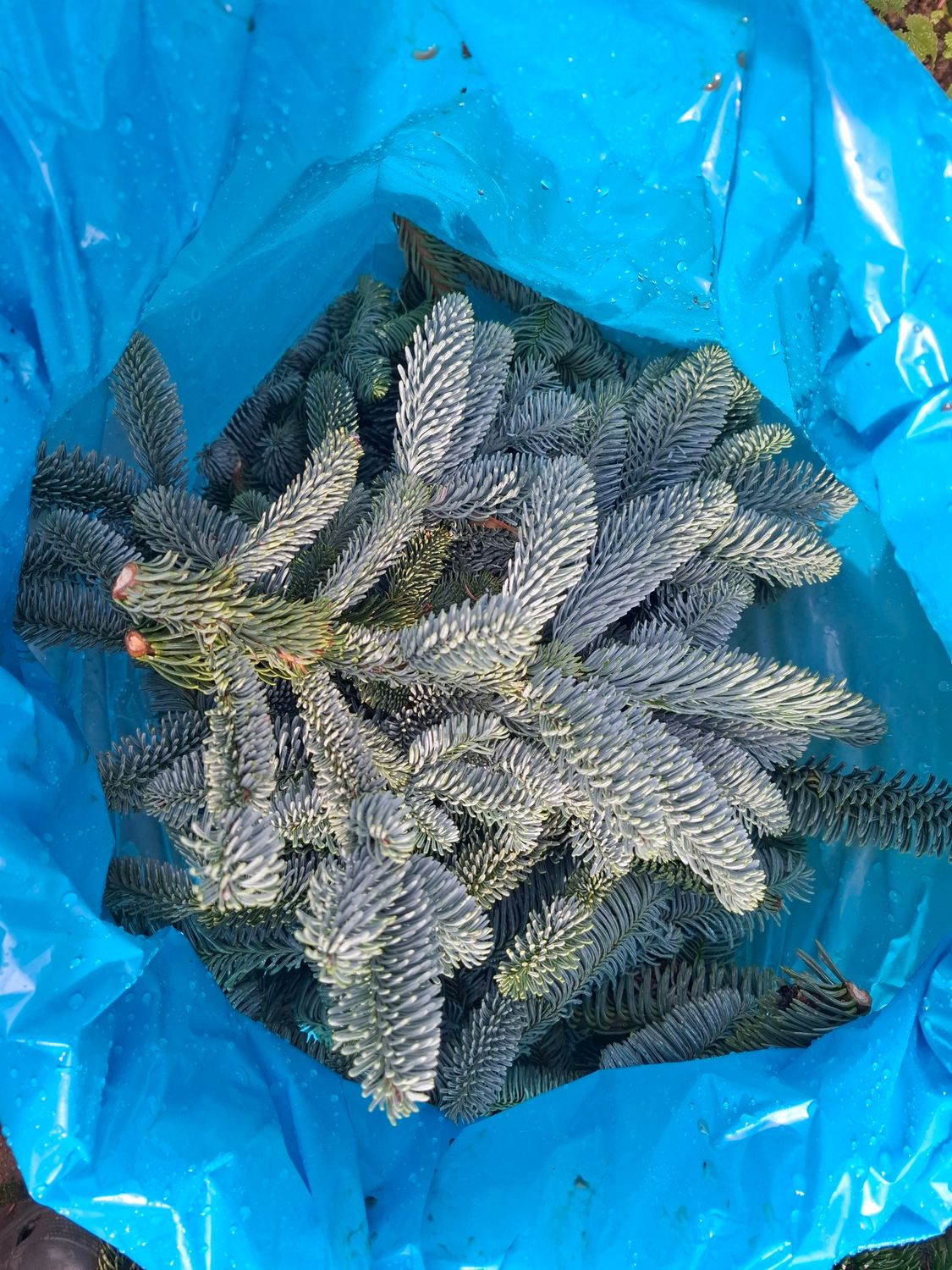 5kg Sack mit Abies-Nobilispitzen 5kg Sack mit Abies-Nobilispitzen