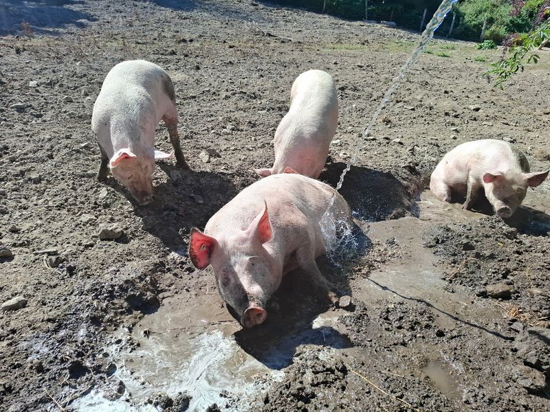 Freilandschwein Fleischangebot inkl. Versand! Freilandschwein Fleischangebot inkl. Versand!