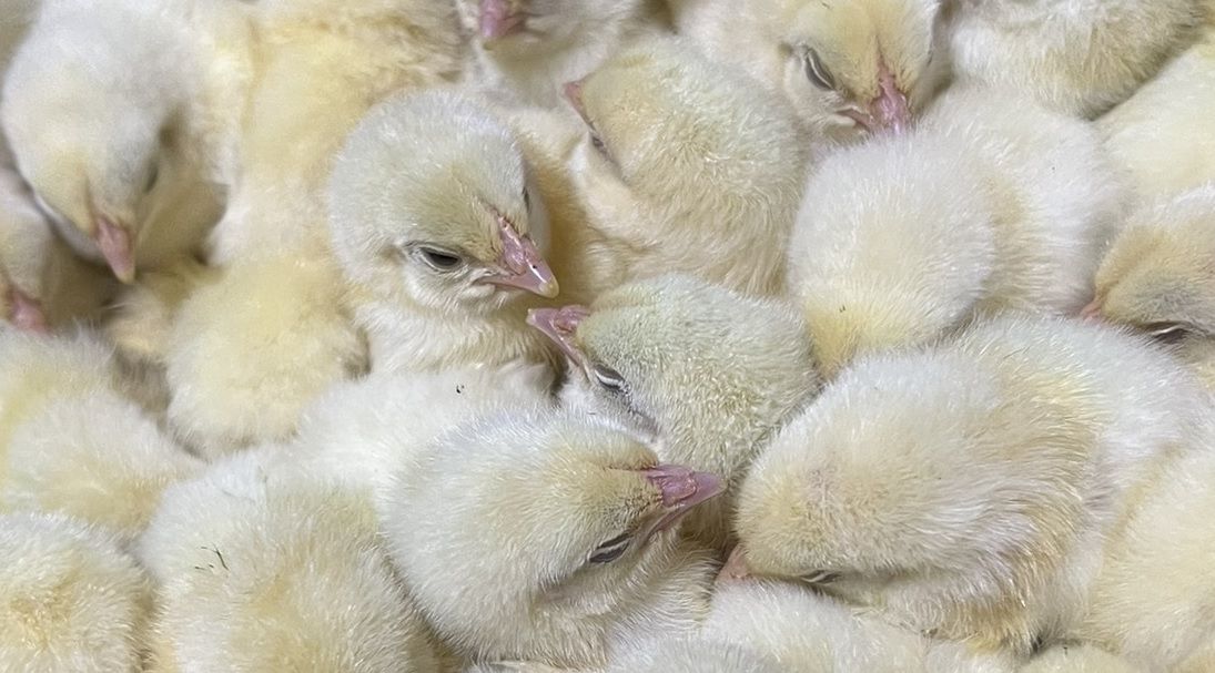 Male - Cornish Cross Broiler