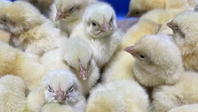 Straight Run Unsexed - Cornish Cross Broiler