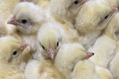 Female - Cornish Cross Broiler