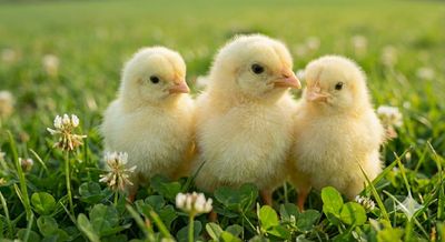 Straight Run Unsexed - Cornish Cross Broiler