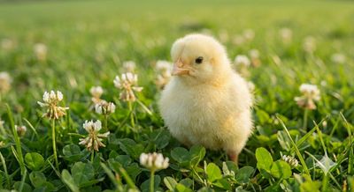 Female - Cornish Cross Broiler