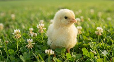 Male - Cornish Cross Broiler